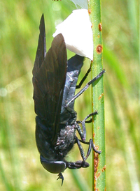 Tabanus atratus